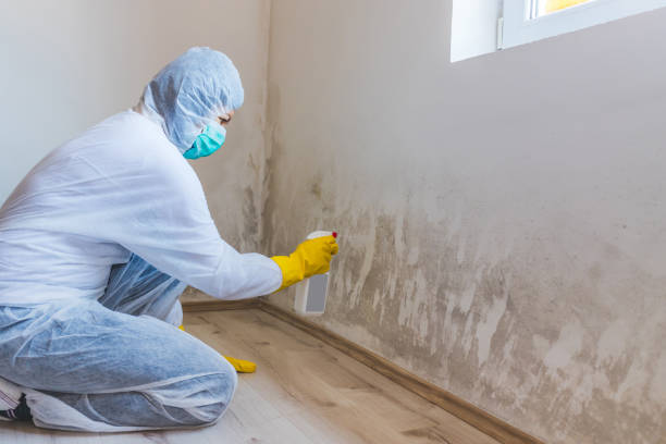 Licensed Mold Testing service in Marshall, MN - WQB Mold Removal